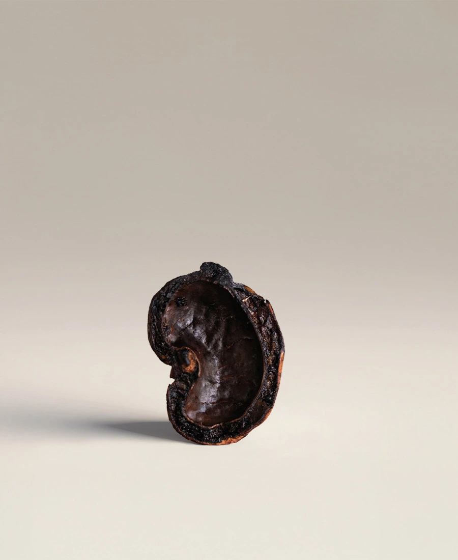 Cashew Nut Shells (CNS)