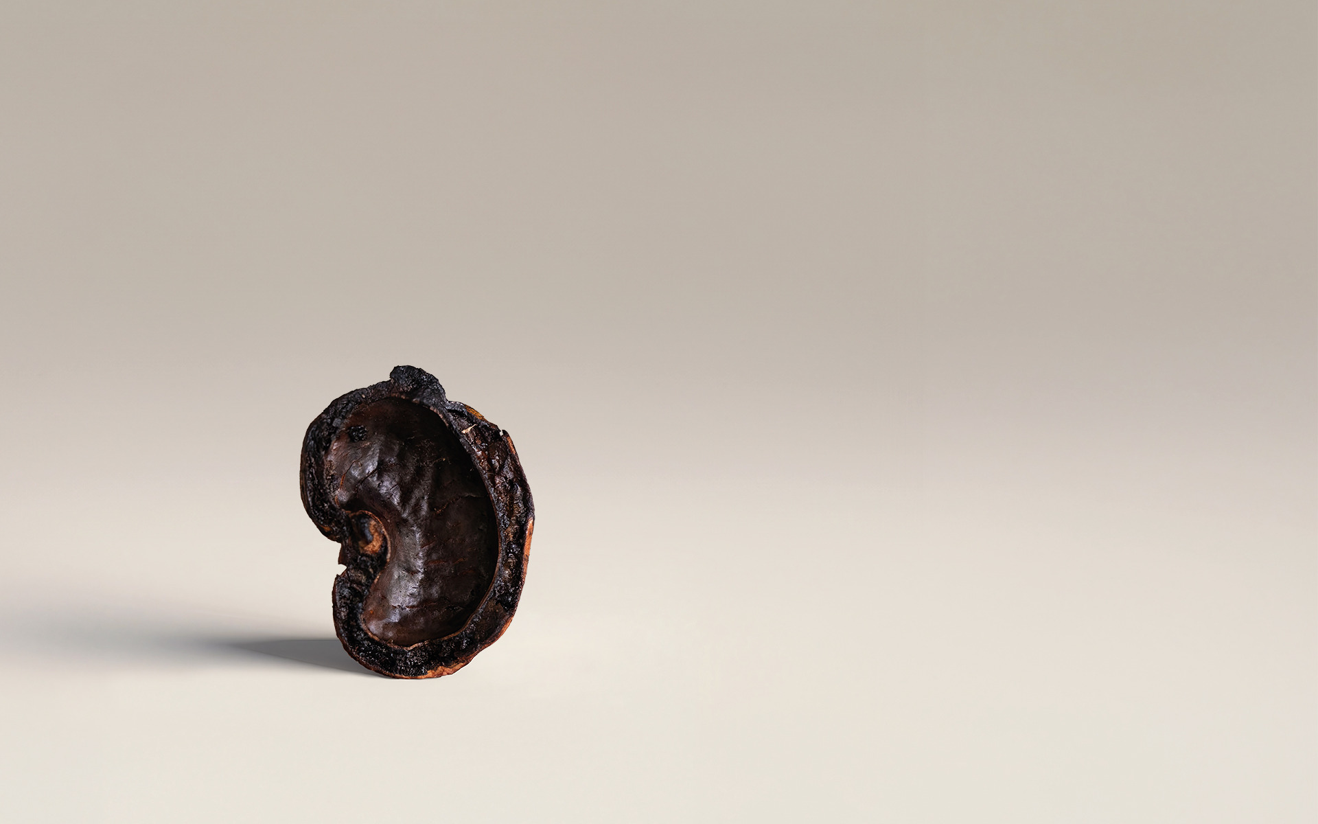 Cashew Nut Shells (CNS)