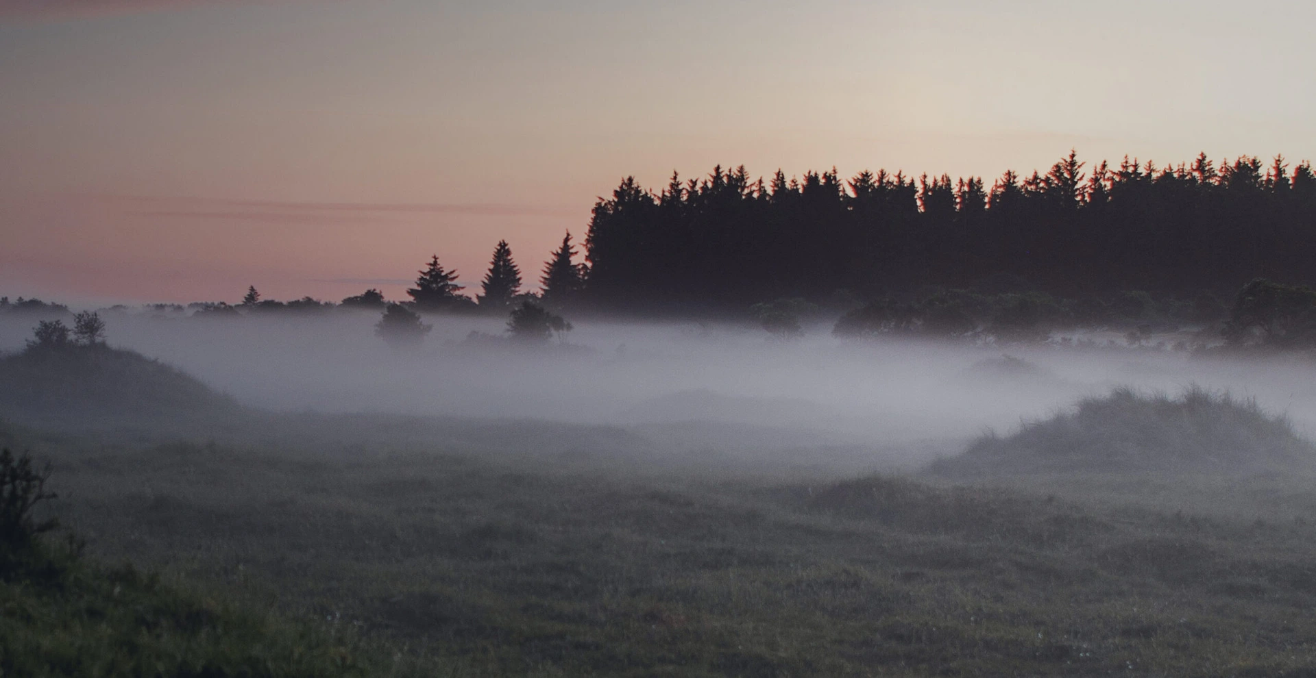 Forest landscape illustrating biomass feedstock sourcing